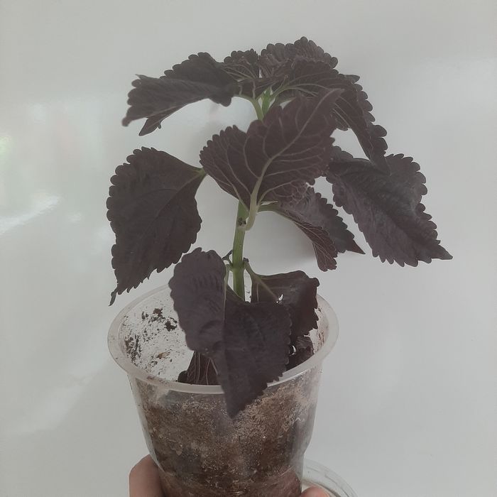 Колеус продам (редкий сорт)