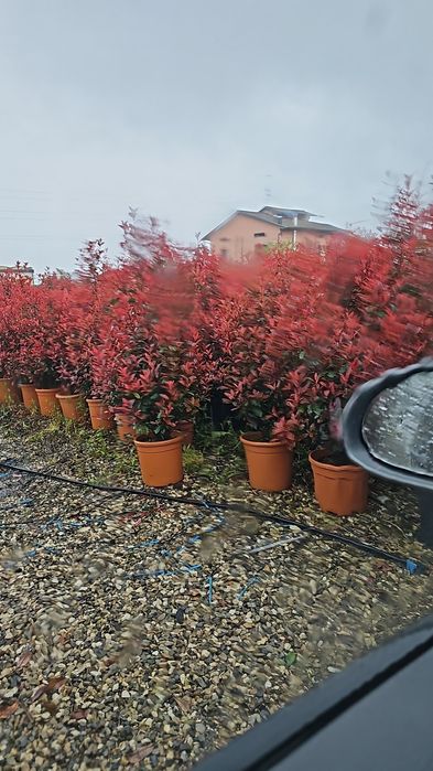 Photinia red robin tufa sau pe tija