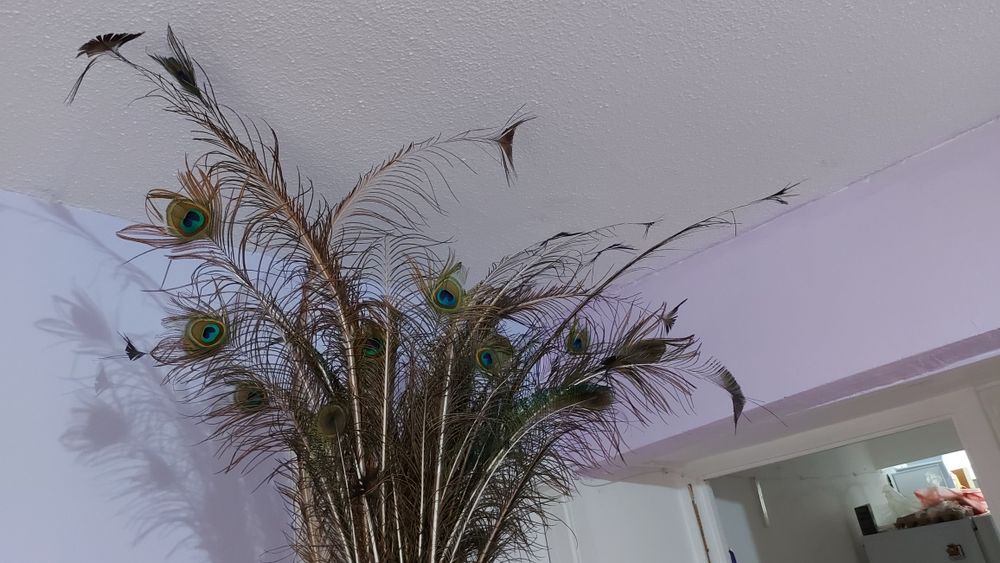 Перья Павлина настоящие