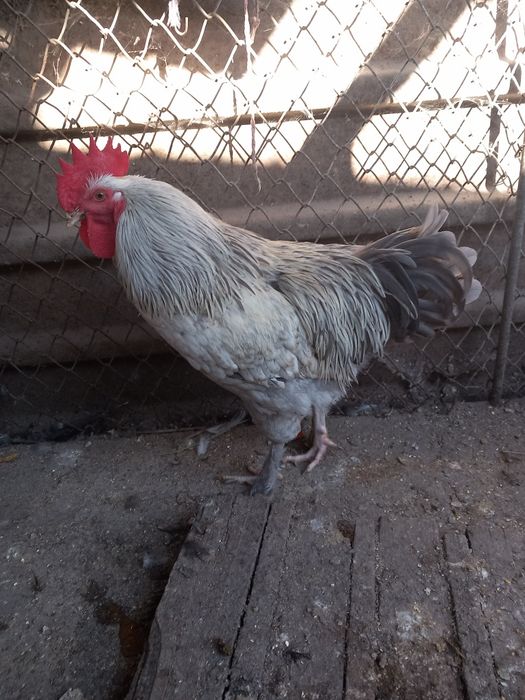 Cocoși marans  2026