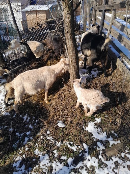 Capre tinere gestante