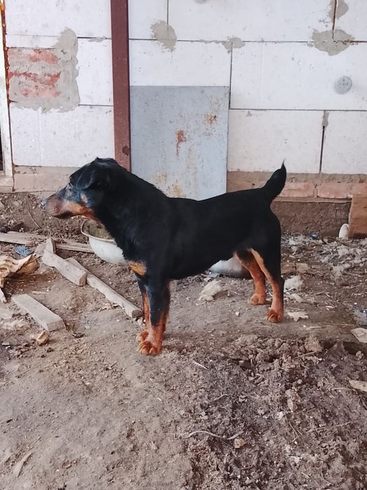 Ит сатам / продам собаку