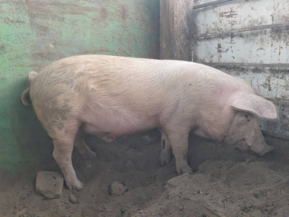 Продам кабана.можна обмен