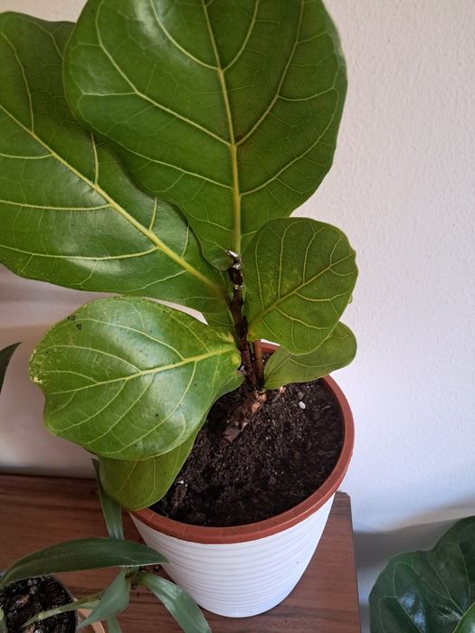 Продам комнатные цветы