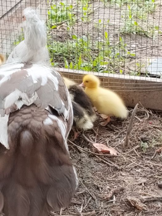 Продам индаутята