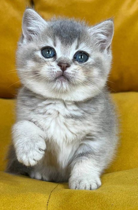 Золотые и серебряные шиншилы