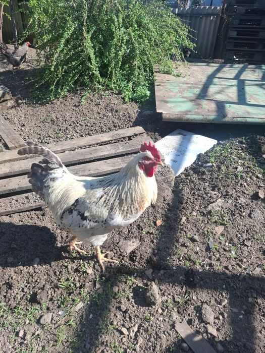 Продам Петухов ..