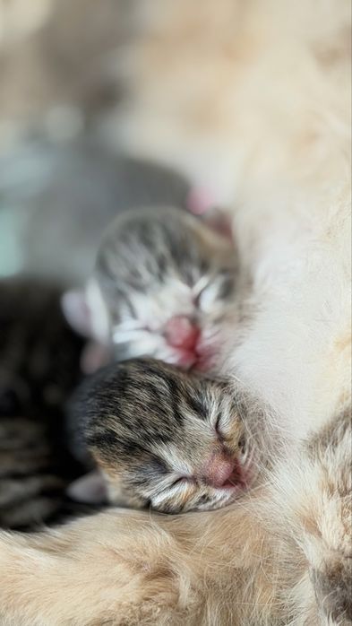 Кошка продам кошку