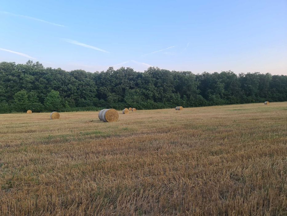 Vănd baloți de paie grău  160/120  70lei