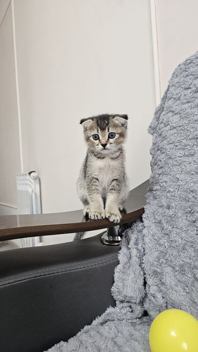 Продаем Котенка девочку