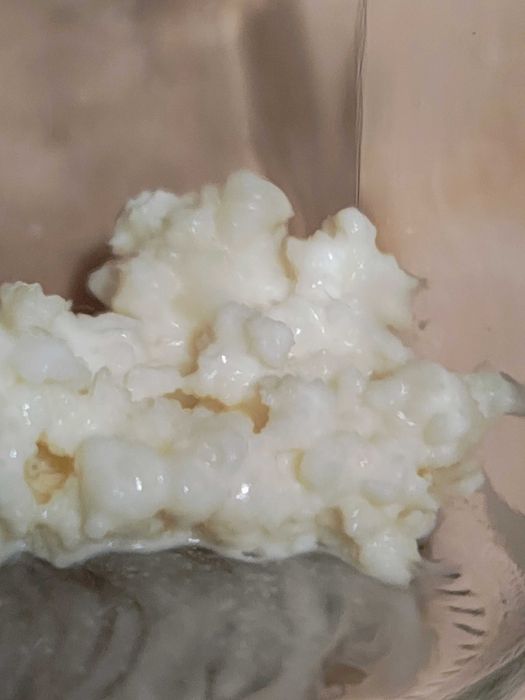 Kefir de lapte apa ciuperca tibetana japoneza Kombucha