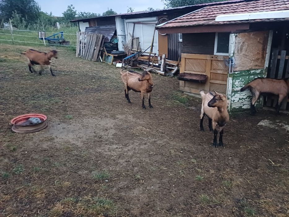 Vand două capre alpin francez