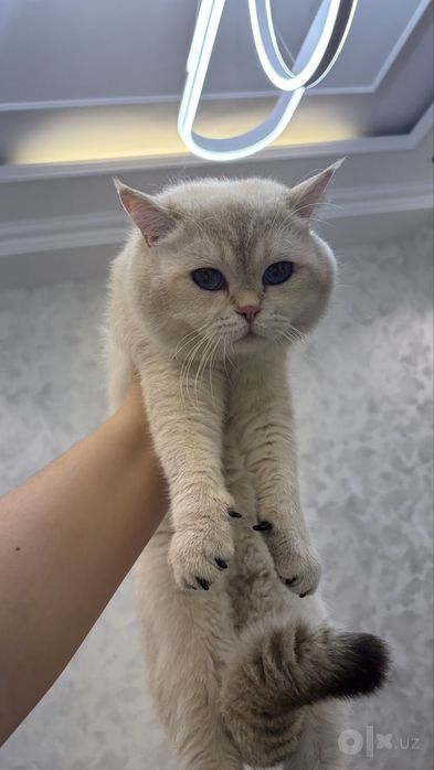 Mushuk кошка color point british