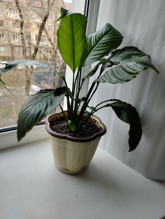 Женское счастье.