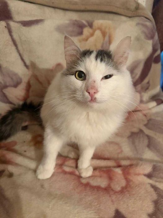 Отдам кота в добрые руки