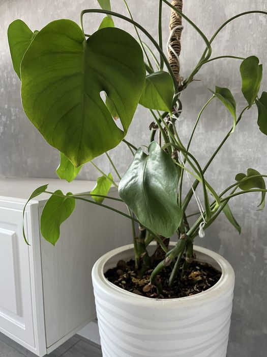 Продам  растение Монстера