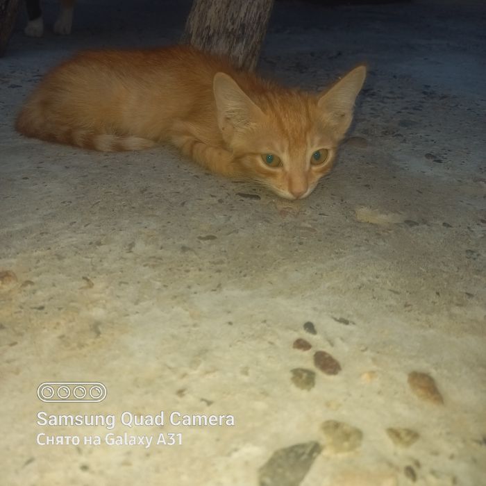 Котята домашние.