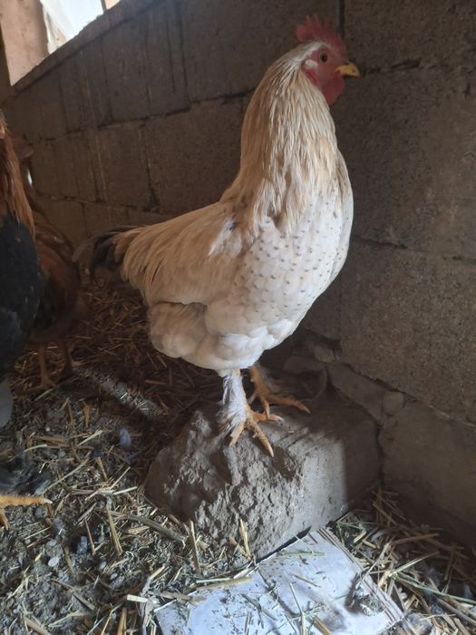 Петушки  молодые активные