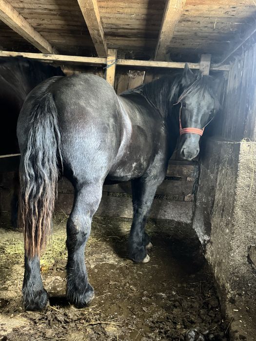 Vand manz negru singe rece unguresc