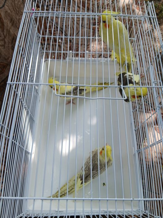 Корелла попугай домашние