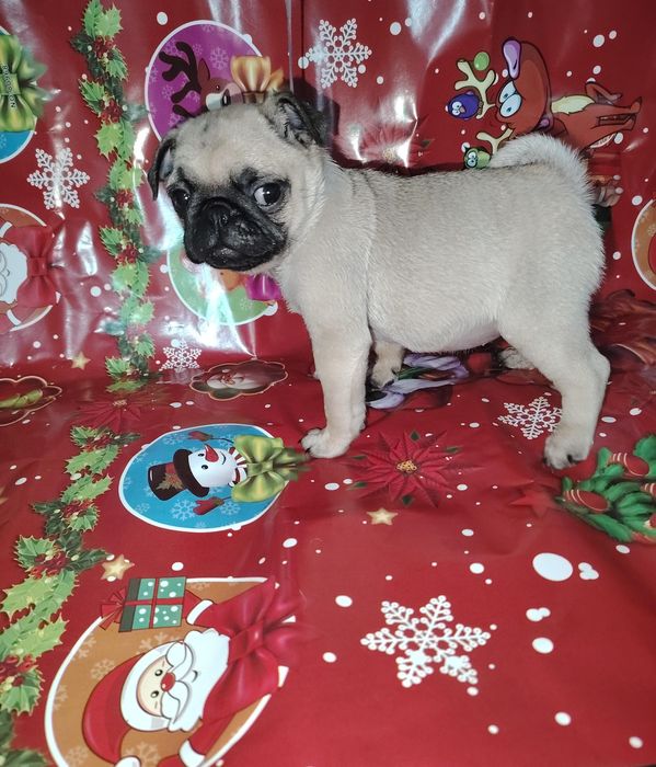 Продам щенка мопса