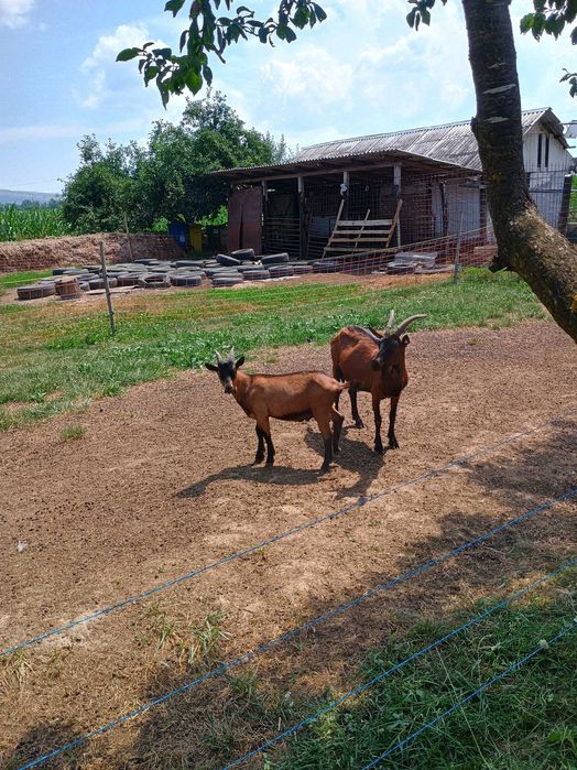 Țapi diferite vârste, linie genetică performanta