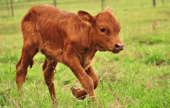 5 күндік бұзау сатылады