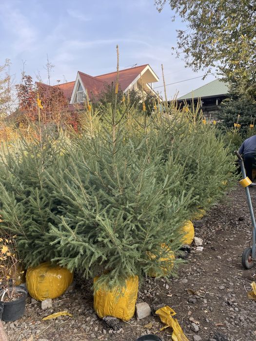 Ель живая ель зеленая на продаже голубая ель супер блю