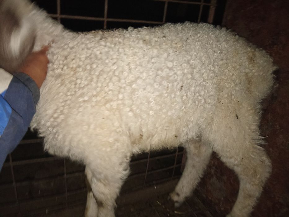 Қозылы қои сатылады