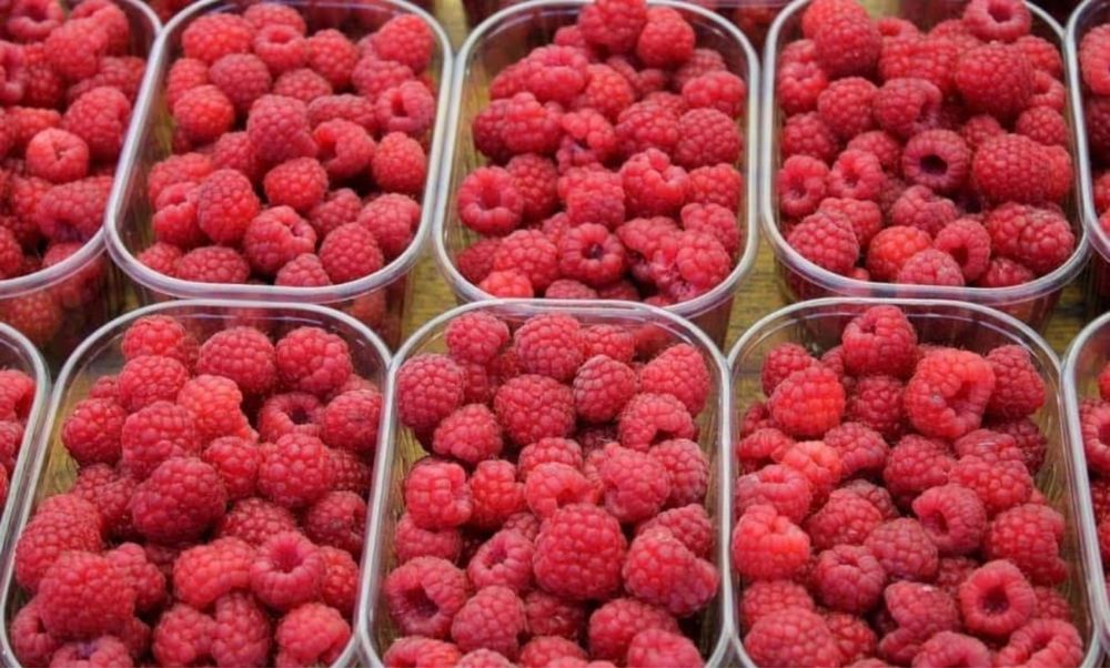 Fructe de padure congelate: zmeură, afine,cătină,coacaze,mure,capsune