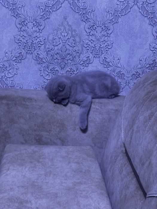 Продам котят британцы