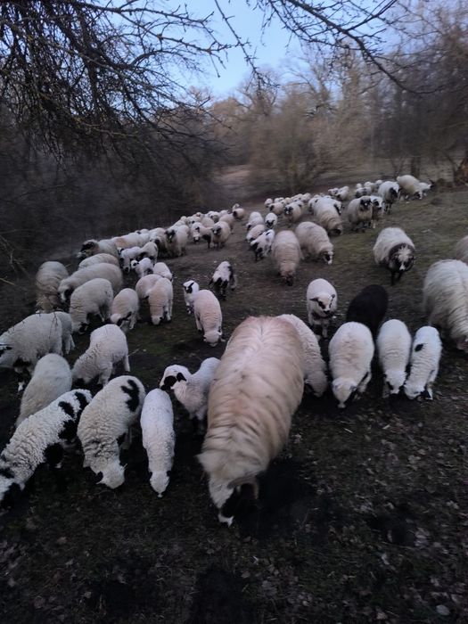 Mielute și berbecuți disponibili