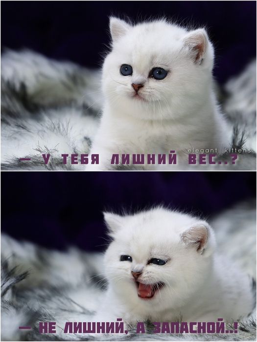 Британские Шотландские Серебристые поинт шиншиллы