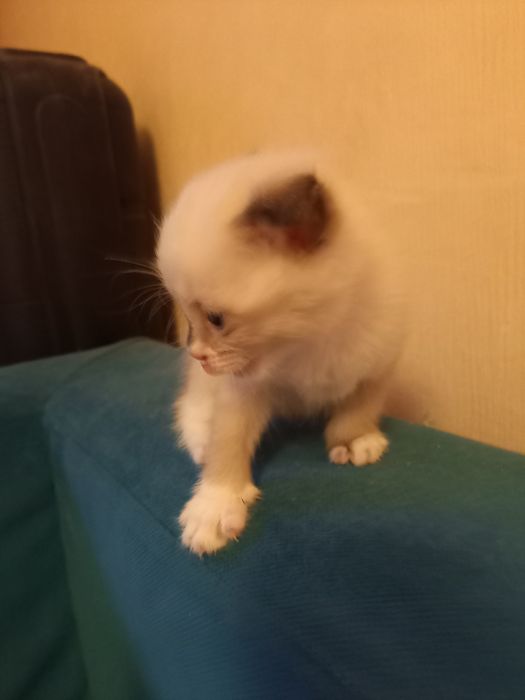 Котята в добрые руки.