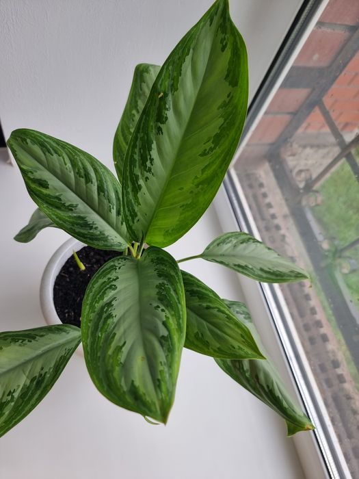 Аглаонема Сильвер Бей