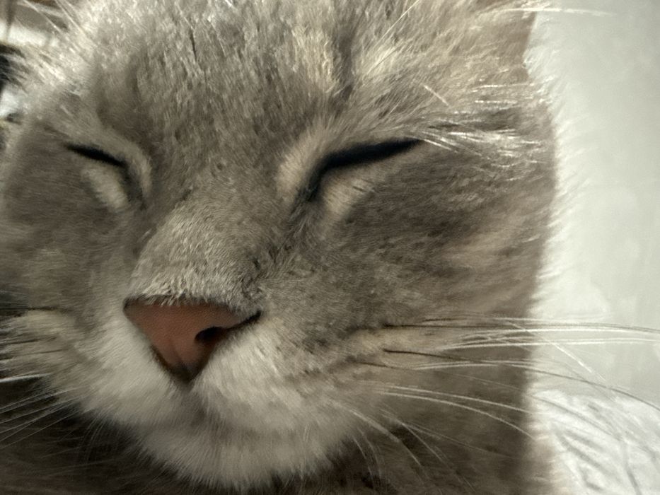 Кошка в хорошие руки