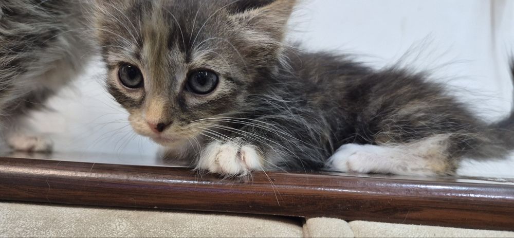 Котята 2,5 месяца отдам в добрые руки