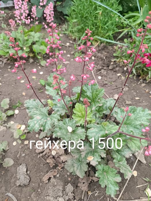 Продам цветы многолетний