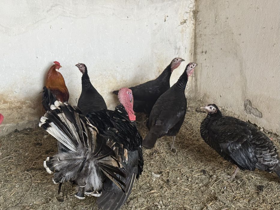 Индюки, индюшки.