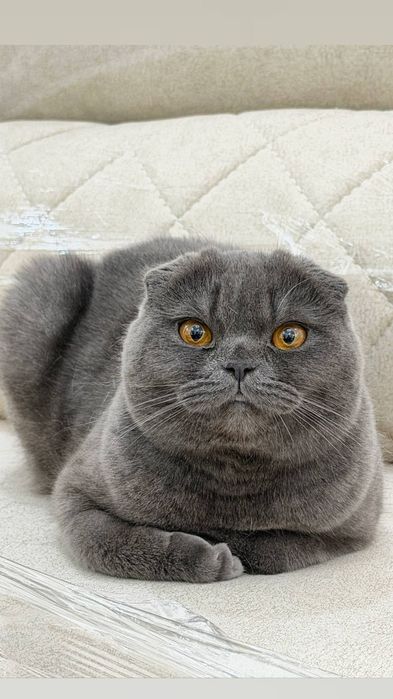 Скотиш фолд мушукчалар сотилади