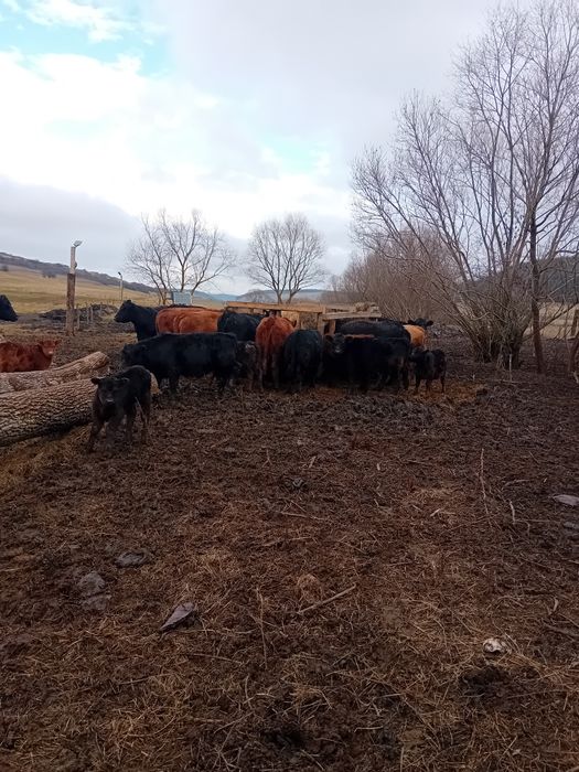 Vitei angus 9-10 luni