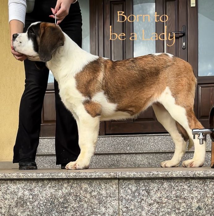 Femela de Saint Bernard cu Pedigree
