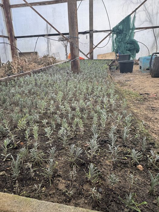 Butasi de lavanda pre-comanda