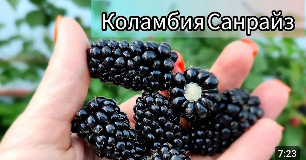Продам саженцы ежевики