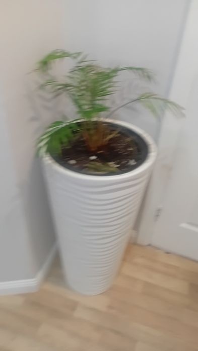 Продам цветы домашние