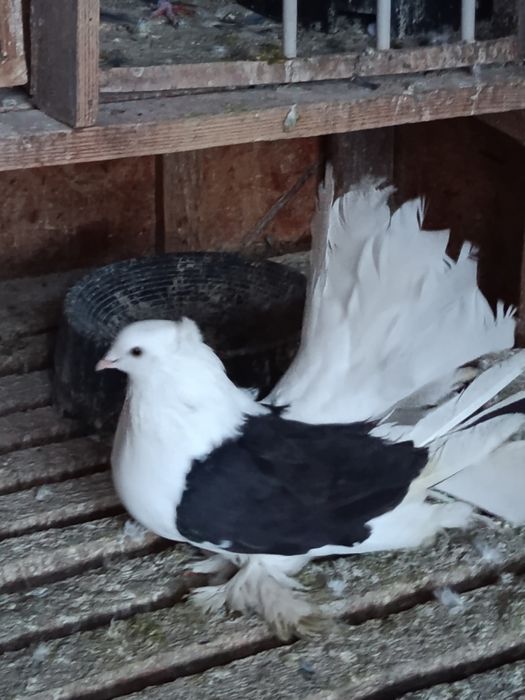 Voltati indieni de vanzare