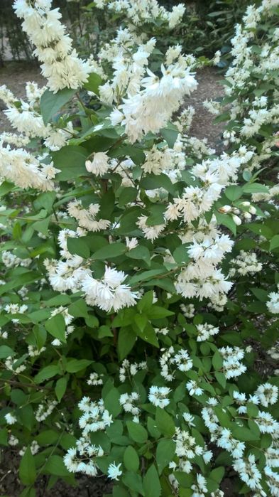 Продам садовые цветы