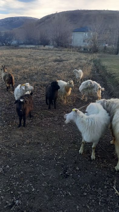 Продам молодых коз