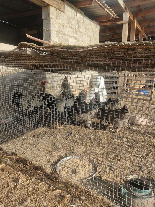 Продается яйца Брамы