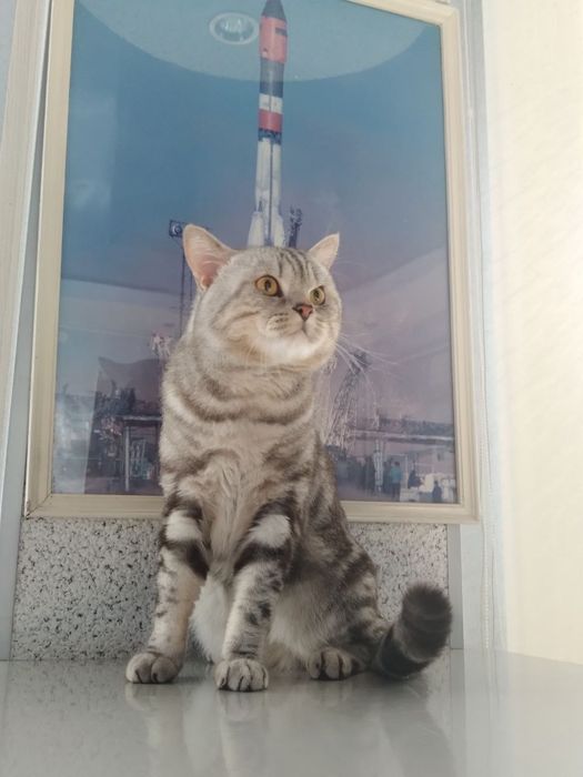 Кот, шотландский прямоухий